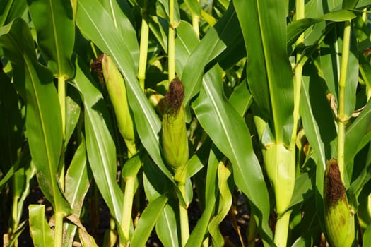 Organic - Cornfield