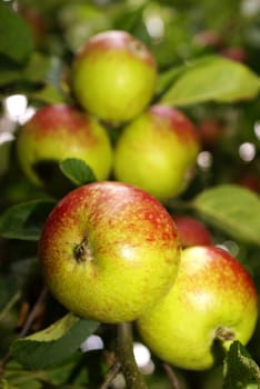 Aepfel on a branch