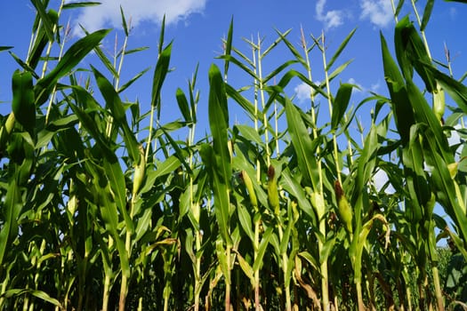 Organic - Cornfield