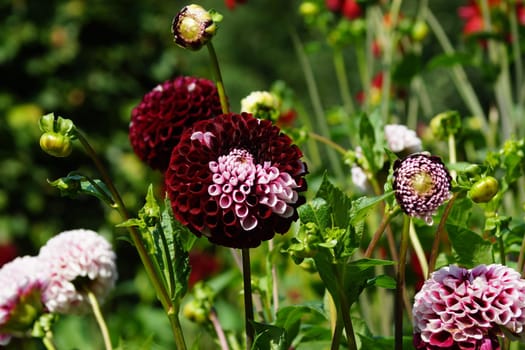 Purple Dahlia Flower
