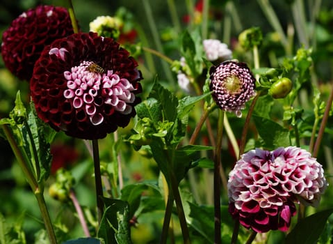 Purple Dahlia Flower