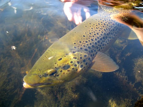 Fly fishing