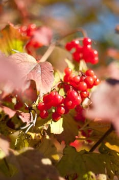 Bunch of ripe berries of Viburnum in the foliage