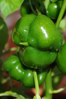 Paprika