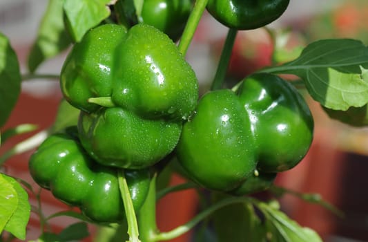 green pepper