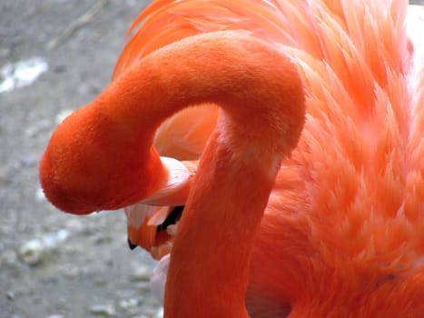 Flamingo grooming itself