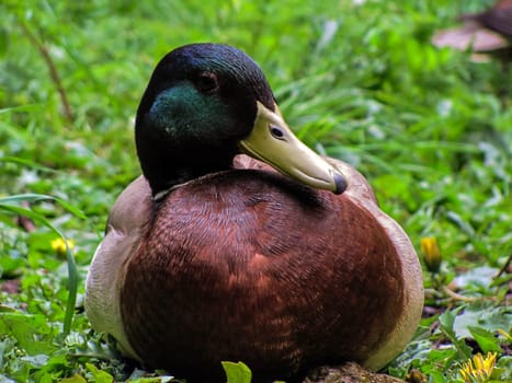 Closeup of a mallard duck in grass