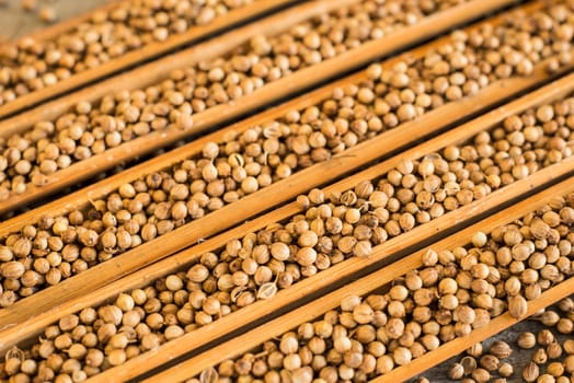 Coriander