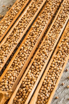 Coriander