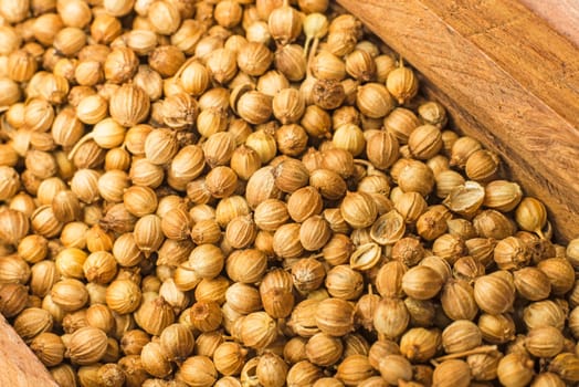 Coriander