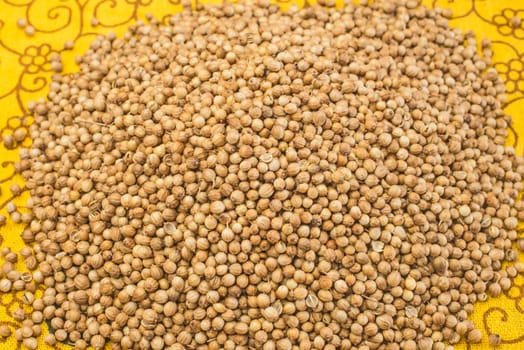 Coriander
