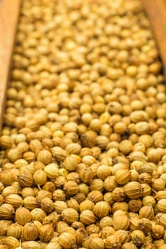 Coriander