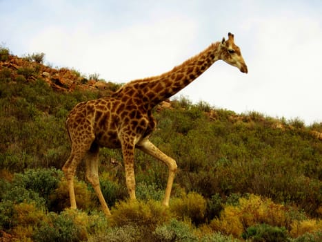 Giraffe walking up a hill in the savanna.