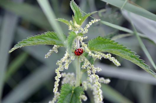 Ladybird on a nettle