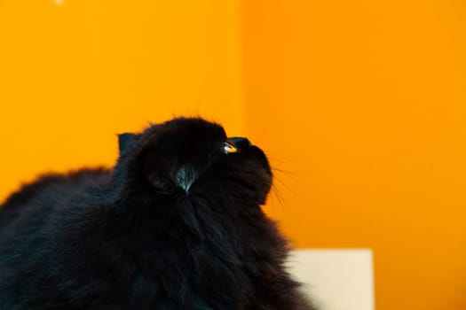 Black male cat looking up at orange background
