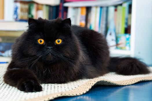 Black male cat show interest at photo camera