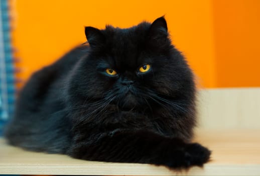 Black male cat express anger at orange background