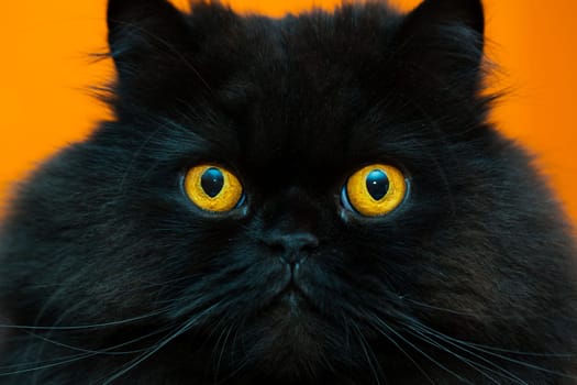 Zoomed  frightened black male cat at orange background