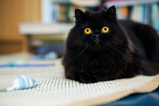 Black male cat looking curiously at photo camera