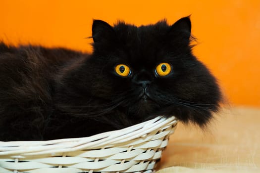 Funny male cat in basket on orange background