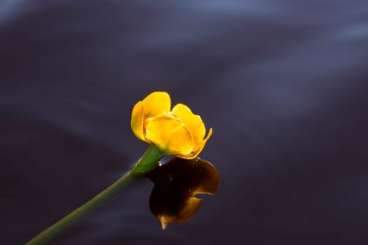 Zoomed water lilly swims at lake calm surface