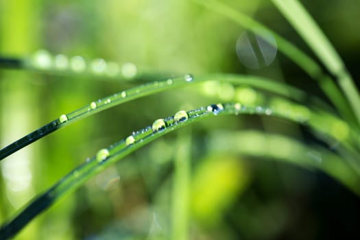 Zoomed dew drops on grass leafes after rain