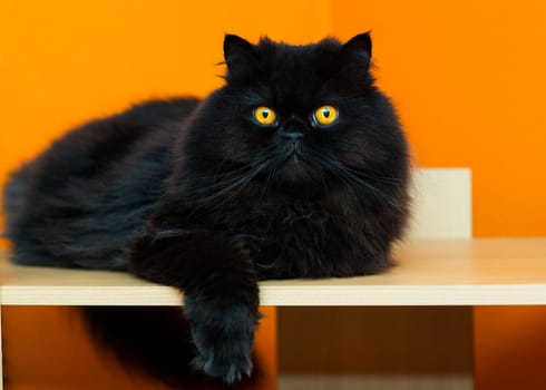 Black male cat taking rest at orange background