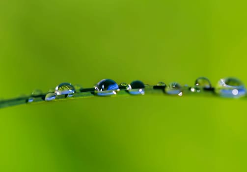 Zoomed dew drops on grass leafe after rain