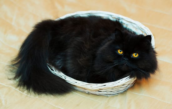Satisfied male cat in basket on beige background