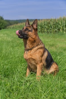 Portrait German Shepherd sitting in a meadow