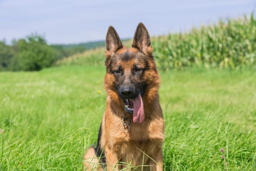 Portrait German Shepherd sitting in a meadow
