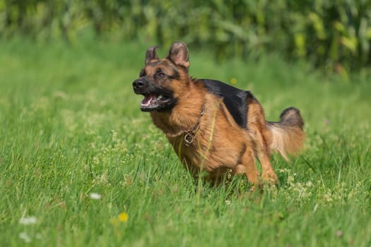Shepherd dog in full swing on a meadow