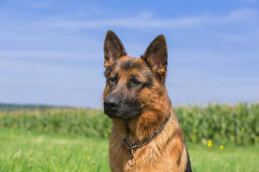 Portrait German Shepherd sitting in a meadow