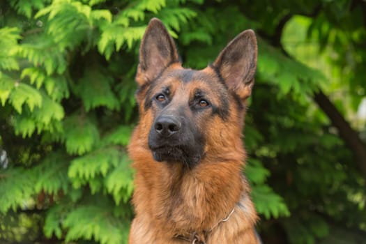 Portrait German Shepherd sitting in a meadow