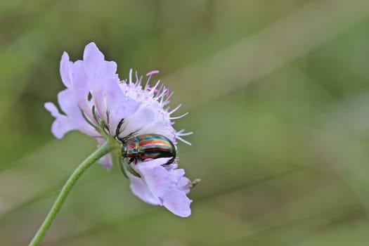 Rainbow leaf beetle (Chrysolina cerealis) on pigeon scabiosis (Scabiosa columbaria)