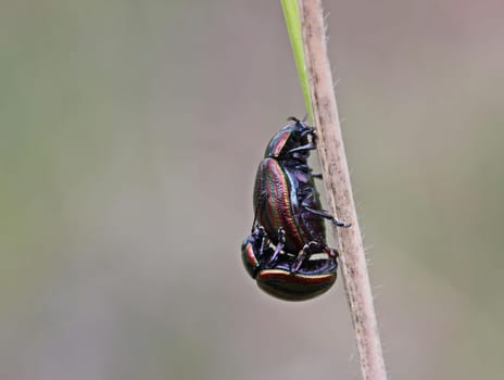Mating of the rainbow leaf beetle (Chrysolina cerealis)