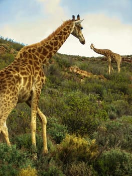 Two girafffes in African hills