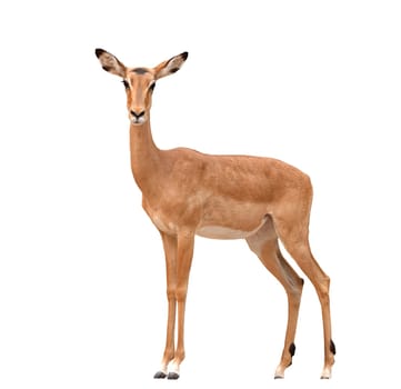 female impala isolated on a whte background