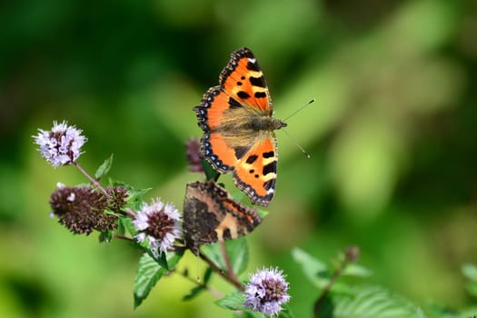 Small tortoiseshell