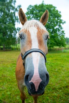 funny horse