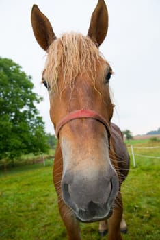 funny horse
