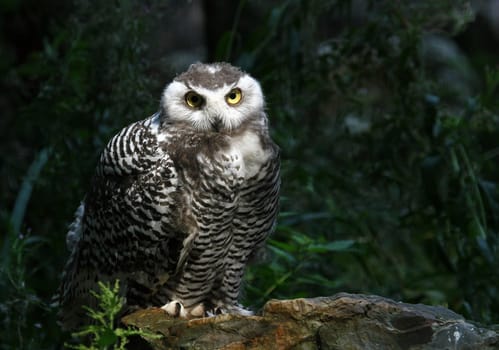 Snowy owl