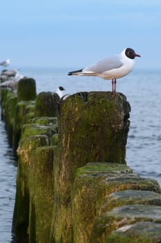 Full body side view of a black-headed gull (Larus ridibundus) sitting on the stakes of a seaweed groyne on the Baltic Sea coast on Usedom