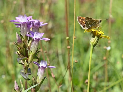 Comma skipper (Hesperia comma) and German fringed gentian (Gentianella germanica) on the Dörnberg