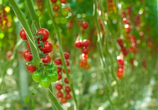 cultivation of tomatoes in a commercial greenhouse in Klazienaveen, Netherlands