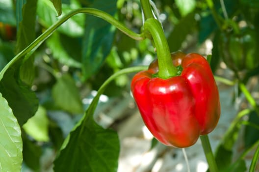 ripe red bell pepper in a commercial greenhouse