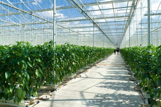 cultivation of bell peppers in a commercial greenhouse in Klazienaveen, Netherlands