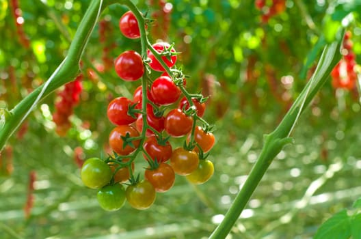 cultivation of tomatoes in a commercial greenhouse in Klazienaveen, Netherlands