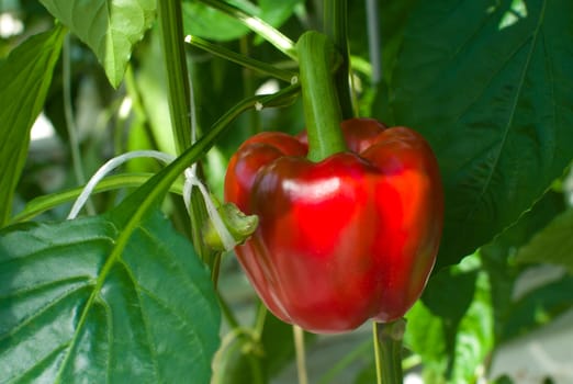 ripe red bell pepper in a commercial greenhouse