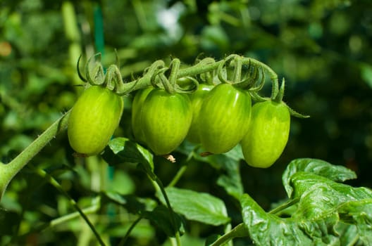 cultivation of tomatoes in a commercial greenhouse in Klazienaveen, Netherlands